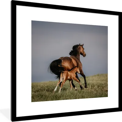 Produktbild von MuchoWow® Gerahmtes Poster Tiere - Pferde - Fohlen 40x40 cm - Poster mit Schwarzem Bilderrahmen Wandposter Rahmen Foto Bilder - Poster - Plakat im Rahmen