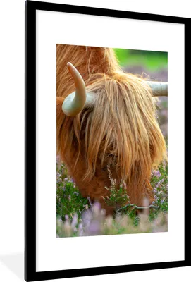 Produktbild von MuchoWow® Gerahmtes Poster Schottischer Hochländer - Hörner - Heidekraut 60x90 cm - Poster mit Schwarzem Bilderrahmen Wandposter Rahmen Foto Bilder - Dekoration - Wandposter Wohnzimmer - Hochwertig