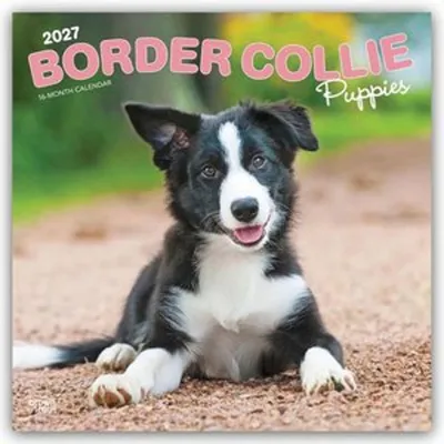 Obrázek produktu pro Štěňata border collie – Kalendář na rok 2027 (16 měsíců)