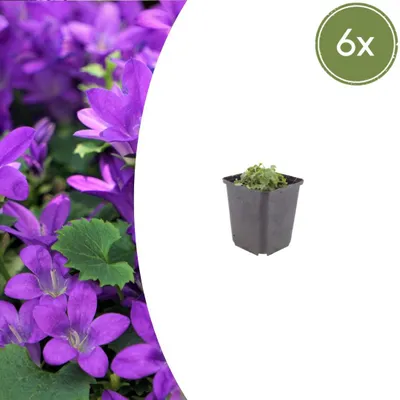 Image de Campanula portenschlagiana | 6 pièces - 10-25cm - Ø9cm - Plante de jardin