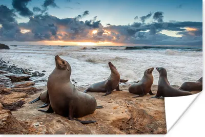 Produktbild von MuchoWow® Poster Seelöwen und der Sonnenuntergang 120x80 cm - Bilder