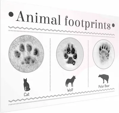 Produktbild von Posterpapier Poster - Paw Prints 42x29.7 cm Tiere g-A-0196-ao-a