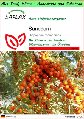 Produktbild von SAFLAX Garden to go - Sanddorn - Hippophae rhamnoides - 40 Samen - Mit Topf, Klima - Deckel und Anzuchtsubstrat