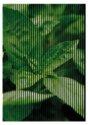 Produktbild von Akustikpaneele mit Digitaldruck Basilikum01 19 x 1693 x 2400 mm Basilikum MDF PET-Fasern Wandpaneele Grün Schwarz 3 Einzelplatten