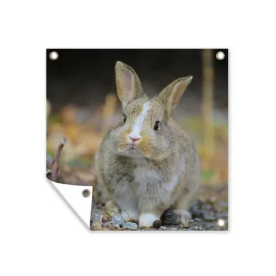 Obrázek produktu pro MuchoWow® Zahradní plakáty - Králík - kameny - divoký - 50x50 cm - Zahradní dekorace