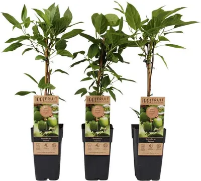 Produktbild von Mini Kiwi Kiwibeere Geneva winterhart – Actinidia arguta Kletterpflanze 30–50 cm im Topf