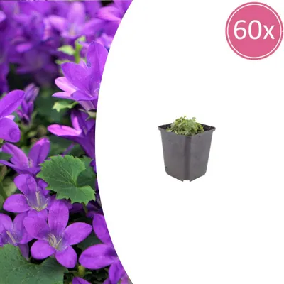 Zdjęcie produktu dla Campanula portenschlagiana | 60 sztuk - 10-25cm - Ø9cm - Roślina ogrodowa
