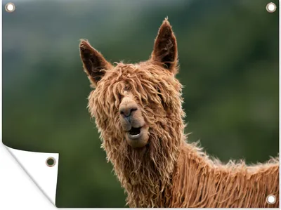 Produktbild von MuchoWow®
