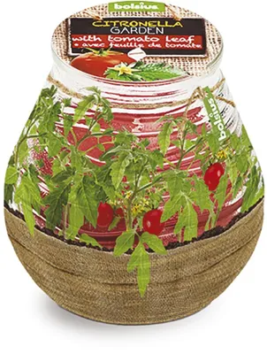 Productafbeelding van Bolsius terraslamp met citrus- en tomatengeur