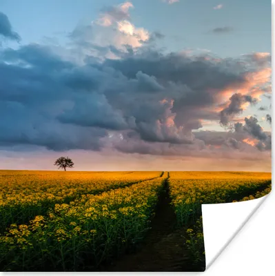 Produktbild von MuchoWow® Poster Blumen - Gelb - Sonnenuntergang 50x50 cm - Wohnzimmerdekoration