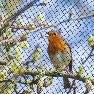 Produktbild von Gartennetz Teichnetz 10 x 10m Vogelschutznetz Laubschutznetz Obstbaumnetz Schutznetz sehr stark 20 g/m2