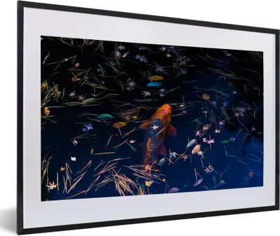 Produktbild von MuchoWow® Gerahmtes Poster Ein farbiger Koi-Karpfen in einem Teich 60x40 cm - Poster mit Schwarzem Bilderrahmen Wandposter Rahmen Foto Bilder - Schlafzimmer - Plakat in Rahmen - Drucken