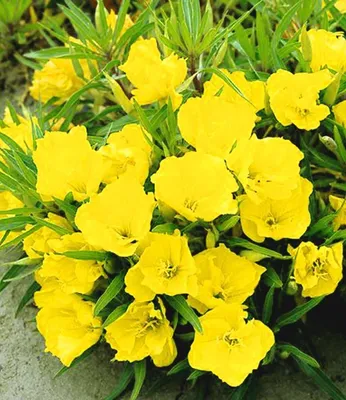 Produktbild von BALDUR Garten 6x Nachtkerze, Pflanzen im 9x9 cm-Topf, Oenothera macrocarpa, Blütenstaude, winterharte Staude, trockenresistent & mehrjährig, bienenfreundlich und schmetterlingsfreundlich, blühend