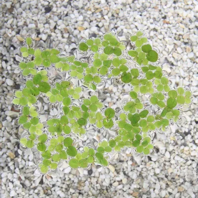 Productafbeelding van Moerings Salvinia Minima | Op Schaal 750cc