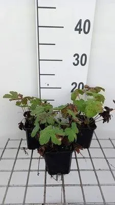 Obrázok produktu pre 6 x Geranium hybr. 'Chantilly' - Žeriavovník - kvetináč 9 x 9 cm