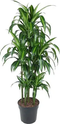 Zdjęcie produktu dla Drzewo smocze Dracaena Hawaiiana Karussell 150 cm, średnica 31 cm – roślina doniczkowa o długich
