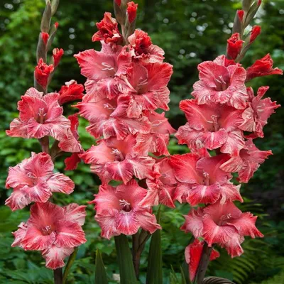Immagine prodotto di Gladiolo a fiore grande Vabene 5 pezzi Gladioli bulbi di gladiolo