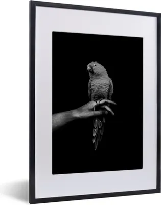 Produktbild von MuchoWow® Gerahmtes Poster Papagei auf einer Hand vor einem schwarzen Hintergrund - schwarz und weiß 30x40 cm - Poster mit Schwarzem Bilderrahmen Wandposter Rahmen Foto Bilder - Wandposter Schlafzimmer