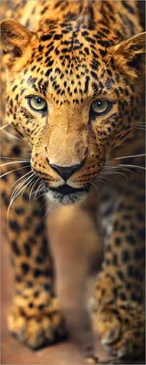 Produktbild von Wallario Poster - Leopard in Nahaufnahme beim Laufen, Kunstdruck Größe: 80 x 200 cm