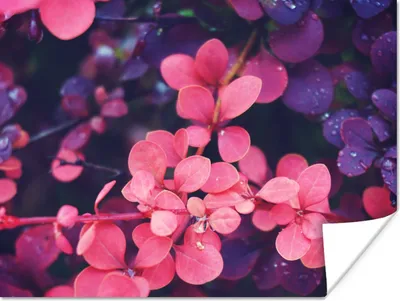 Produktbild von MuchoWow® Poster Blumen - Lila - Natur 120x90 cm - Wandbild