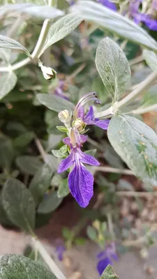 Image de Teucrium fruticans / Germandrée arbustive
