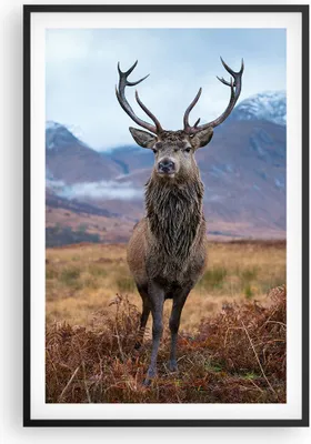 Produktbild von Gerahmtes Poster - Schwarzer Rahmen - Hirsch Hirsch Schottland - 61x91,5 cm - Wand Bild - Wanddeko - Wandbilder - Kunstposter - Wandposter - Bilderrahmen - Bilder - Kunstdruck - P2BPA61x91-5185
