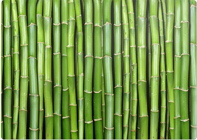 Obrázek produktu pro Bambusový Vzor– Ochranná podložka na podlahu – Podložka pod židli – 140x100 cm – Protiskluzová podložka na tvrdé podlahy