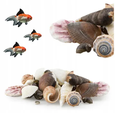 Produktbild von Aquarium Deko Muscheln 100 g Muschel Mix, natürliche Dekoration für Aquarium, Versteck und Bodendeko für Zierfische