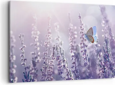 Produktbild von Bild auf Leinwand - Leinwandbild - Schmetterling Wiese Blume - 100x70cm - Wand Bild - Wanddeko - Leinwanddruck - Bilder - Kunstdruck - Wanddekoration - Leinwand bilder - Wandkunst - AA100x70-4014