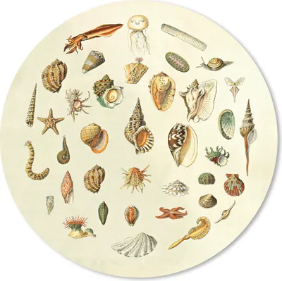 Produktbild von MuchoWow® Mauspad Mousepad Muscheln - Meerestiere - Vintage 30x30 cm - Mousepads - Maus Mat - Pad - Mausunterlage - Tischunterlage - Schreibtischmatten