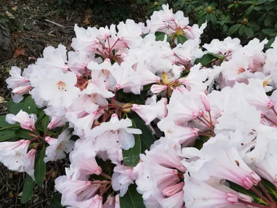 Produktbild von Großblumige Alpenrose Morgenduft - Rhododendron hybride Morgenduft - 40-50cm
