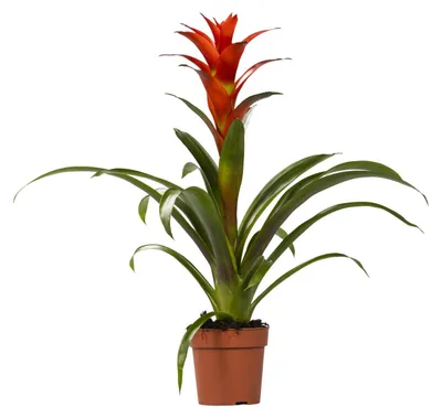Zdjęcie produktu dla Guzmania Ostara - 35-45cm - Ø12cm - Roślina doniczkowa - Kwitnąca roślina doniczkowa
