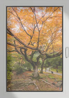 Produktbild von Wallario Lichtschutzbild, Dekorativer Sichtschutz Sonnenschutz 76 x 115 cm mit Motiv: Gelber Ahornbaum im Herbst in Japan - Verdunklung ohne Bohren