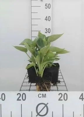 Productafbeelding van 6 x Hosta sieboldii 'Elegans' - Hosta - Pot van 9 x 9 cm