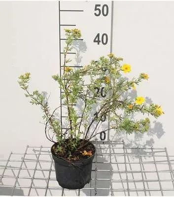 Immagine prodotto di Potentilla frut. goldfinger' - Arbusto a dito 20- 25 cm - In contenitore