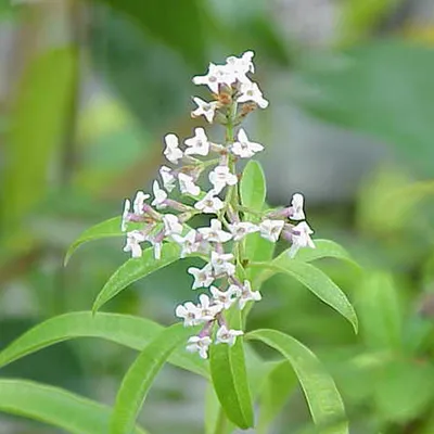 Immagine prodotto di 6 piante di citronella (Aloysia triphylla, nota anche come Lippia) | Vaso di 9 cm x 9 cm
