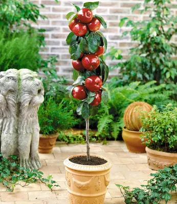 Produktbild von BALDUR Garten Befruchtersorte Apfel 'Gala', 1 Pflanze, essbare Früchte, Säulenapfel Säulenobst winterhart, platzsparende Säule für kleine Gärten, Balkone & Terrassen, blühend, Malus domestica