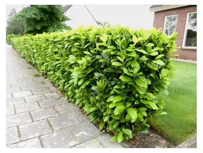 Produktbild von 10 x Prunus laurocerasus 'Novita' (Gehölz/Heckenpflanze/Winterhart/Mehrjährig/Immergrün) Kirschlorbeer - Robust und pflegeleicht
