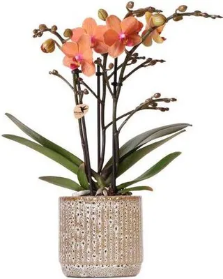 Obrázok produktu pre Oranžová orchidea Phalaenopsis - Mineral Bolzano - kvetinác Jaguar Ø9cm