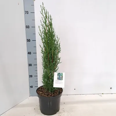 Zdjęcie produktu dla Cupressus sempervirens 'Totem' – cyprys włoski kolumnowy | 60–70 cm w doniczce