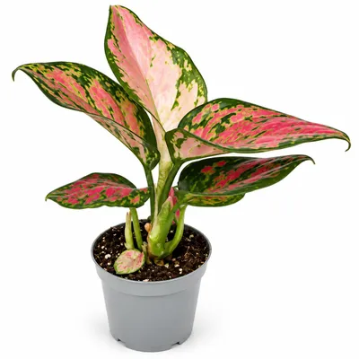 Produktbild von Aglaonema Lucky Red - buntblättriger Kolbenfaden - absolute Rarität - Mini Pflanze 6cm ca. 8-10cm hoch
