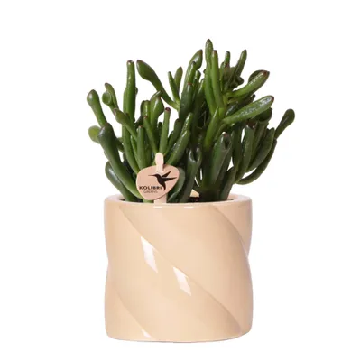 Obrázek produktu pro Kolibri Greens – sukulentní rostlina Crassula Minor + malovaný pruhovaný květináč v lila barvě – velikost květináče 9 cm