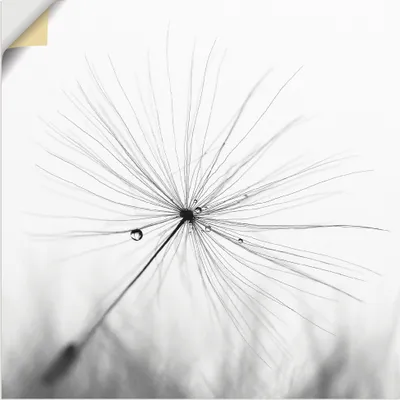 Produktbild von ARTland Wandbild, selbstklebend Pusteblume Schirmchen Größe: 50x50 cm