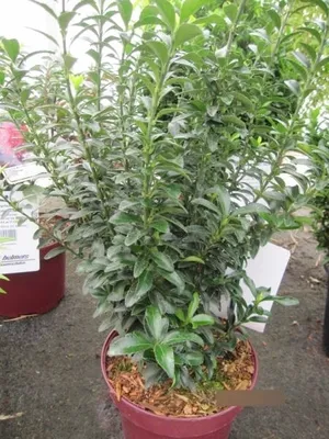 Produktbild von Euonymus japonicus Green Empire - japanischer Spindelstrauch Green Empire
