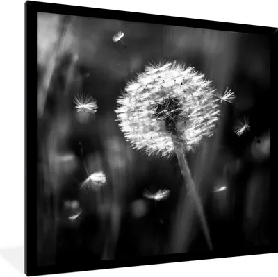 Produktbild von MuchoWow® Gerahmtes Poster Löwenzahn - Schwarz - Weiß - Pflanze 40x40 cm - Poster mit Schwarzem Bilderrahmen Wandposter Rahmen Foto Bilder - Mit Rahmen - Wanddekoration Schlafzimmer