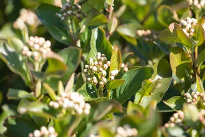 Produktbild von Aronia melanocarpa 'Aron', Schwarze Apfelbeere, 40–60 cm
