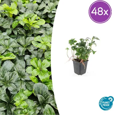 Image de Pachysandra term. 'Green Sheen' | 48 pièces - 10-25cm - Ø9cm - Plante de jardin