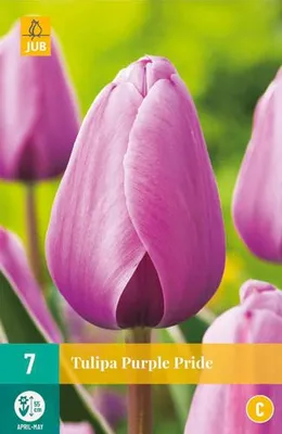 Artikelbild 2 von 'Tulpe Purple Pride (7 Stück)' aus der Kategorie Tulpenzwiebeln, KI-generiertes Bild