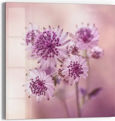 Produktbild von DEQORI Magnettafel Glas 50x50 cm 'Lila Sterndolden' beschreibbar Whiteboard Pinnwand Küche