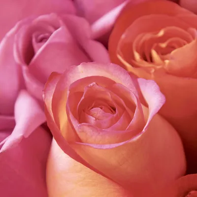 Produktbild von PAPER+DESIGN 206180 Lunchservietten Rosen - 33 x 33 cm, 20 Stück